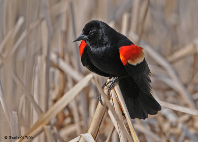 20090419 052 Red-winged Blackbird (M).jpg