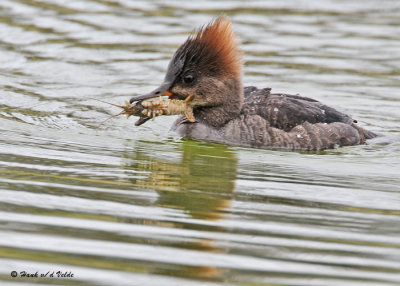 20090420 543 Hooded Merganser (F) - SERIES.jpg