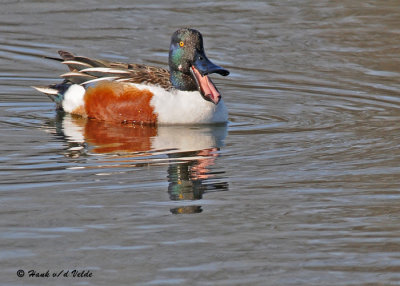 20090429 186 Northern Shoveler (M).jpg