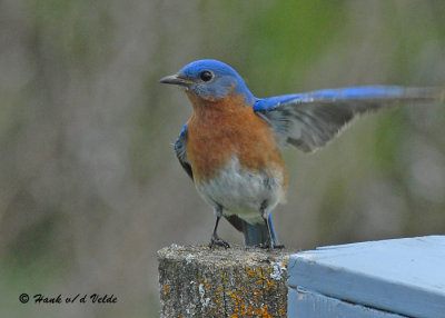 20090508 074 Eastern Bluebird (M - SERIES).jpg