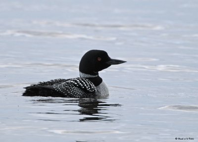 20090518 132 Common Loon.jpg