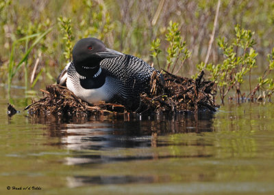 20090518 348 Common Loon.jpg