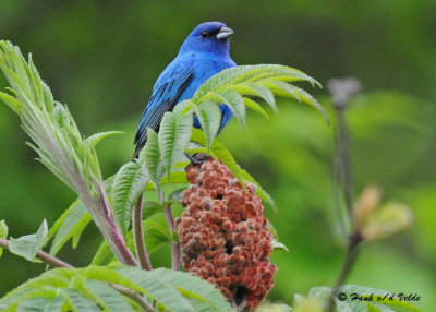 20090522 144 Indigo Bunting.jpg