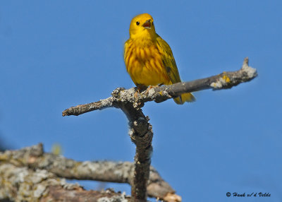 20090504 050 Yellow Warbler - SERIES.jpg