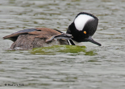 20090420 514 Hooded Merganser (M).jpg