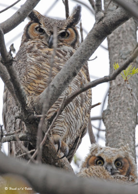 20090506 090 Great Horned Owls - SERIES.jpg