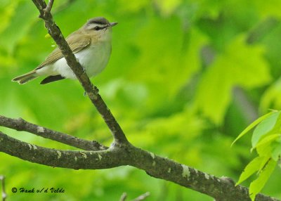 20090522 253 Red-eyed Vireo.jpg