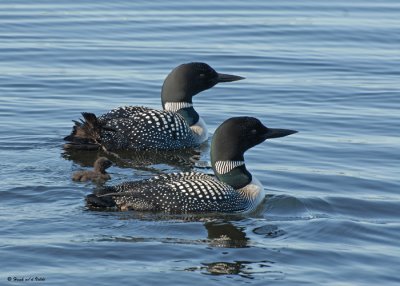 20090616 042 Common Loons - SERIES.jpg