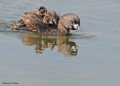 20090626 913 Pied-billed Grebes - SERIES.jpg