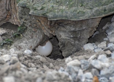 20090614 026 Snapping Turtle - SERIES.jpg