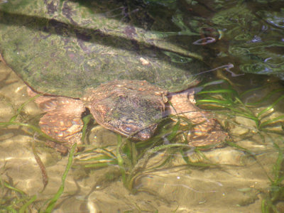 Snapping Turtle, No. 1 - SERIES.jpg