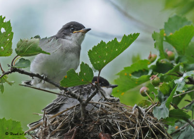 20090714 054 Eastern Kingbirds - SERIES.jpg