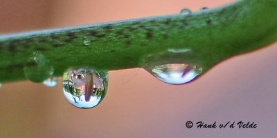 20090718 105 Water Drop Reflections - SERIES.jpg