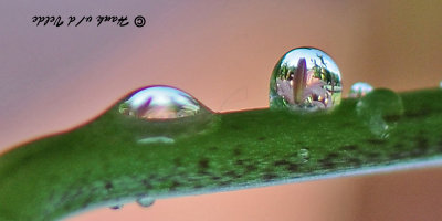 20090718 105 Water Drop Reflections R 180 - SERIES.jpg