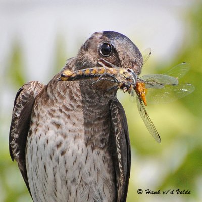 20090718 375 Purple Martin - SERIES.jpg