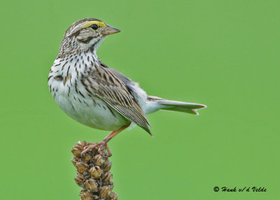 20090610 048 Savannah Sparrow.jpg