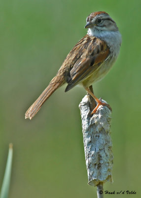 20090530 168 Swamp Sparrow.jpg