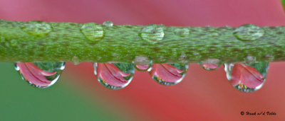 20090725 091 Water Drop Reflections - SERIES.jpg