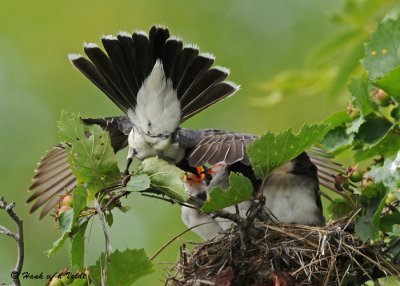 20090713 571 Eastern Kingbirds.jpg