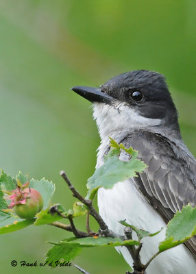 20090713 589 Eastern Kingbird.jpg