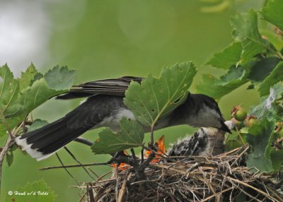 kingbirds