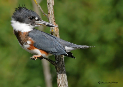 20090824 100 Belted Kingfisher (F).jpg