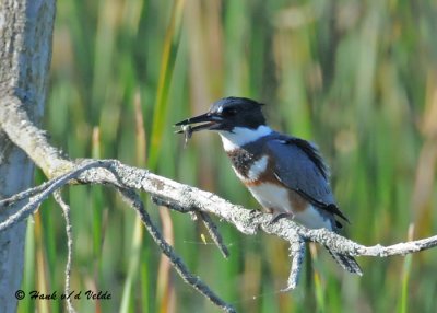 20090912 619 Belted Kingfisher (F) - SERIES.jpg
