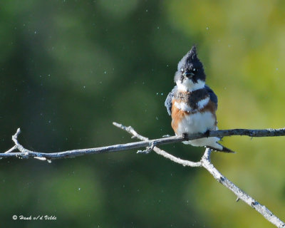 20090912 793 Belted Kingfisher (F).jpg