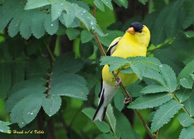 20090701 154 American Goldfinch.jpg