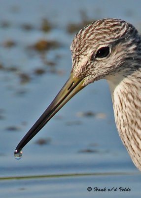 20090912 286 Lesser Yellowlegs.jpg