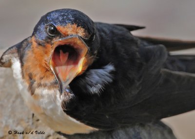 Swallows and Martins