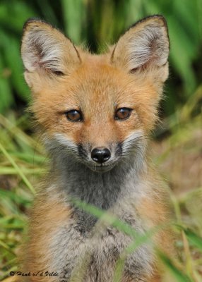 20090626 551 Red Fox Pup.jpg