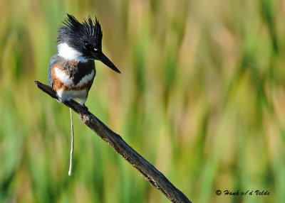 20090912 399 Belted Kingfisher.jpg