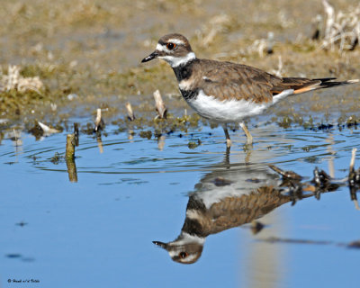 20090912 826 Killdeer.jpg