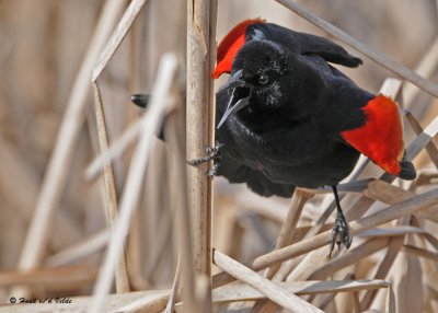 redwinged blackbirds
