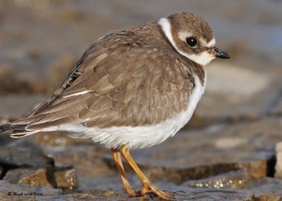 20091017 273 Semipalmated Plover.jpg
