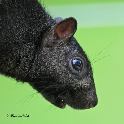 20100614 124 Squirrel SERIES .jpg