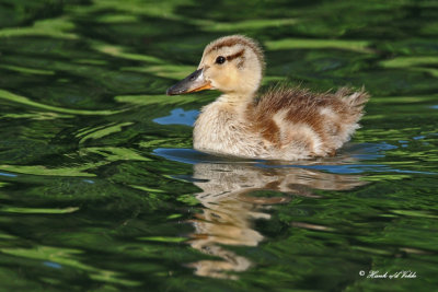20100608 050 Lost Duckling.jpg