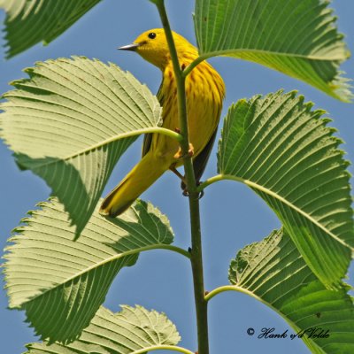 20100617 033 Yellow Warbler.jpg