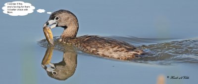 20100602 228 Pied-billed Grebes SERIES.jpg