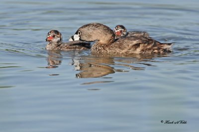 20100602 153 Pied-billed Grebes SERIES.jpg