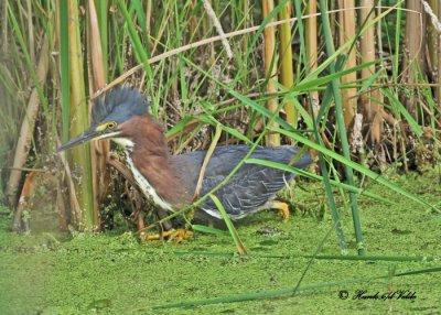 green herons