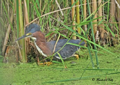 20100630 092 Green Heron.jpg