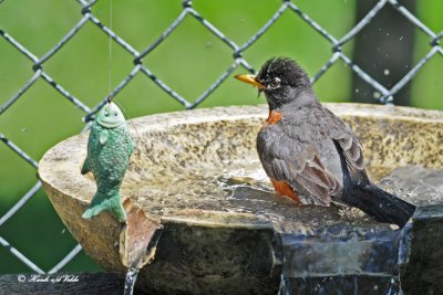 20100704 006 American Robin SERIES.jpg