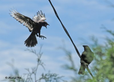 20100704 040 Leucistic Crow SERIES.jpg