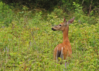 20100623 103 White-tailed Deer SERIES.jpg