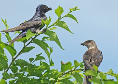 20100710 054 Purple Martins SERIES.jpg