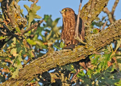 20100718 015 Merlin SERIES.jpg