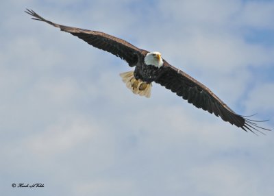 20100731 - 1 295 Bald Eagle SERIES.jpg