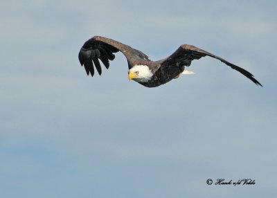 20100731 - 1 234 Bald Eagle SERIES.jpg